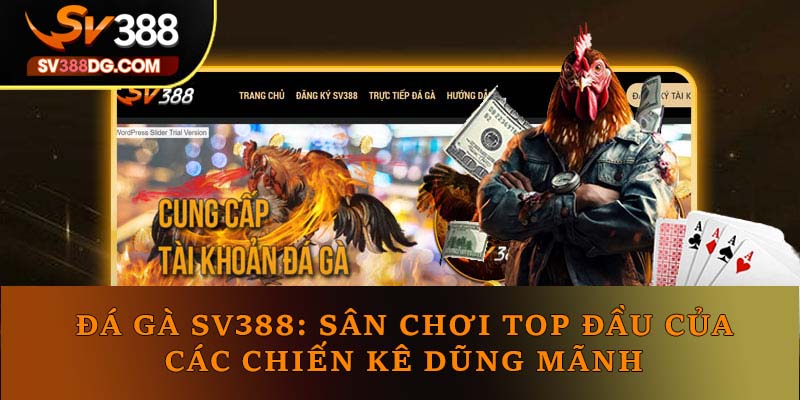 Đá Gà SV388: Sân Chơi TOP Đầu Của Các Chiến Kê Dũng Mãnh